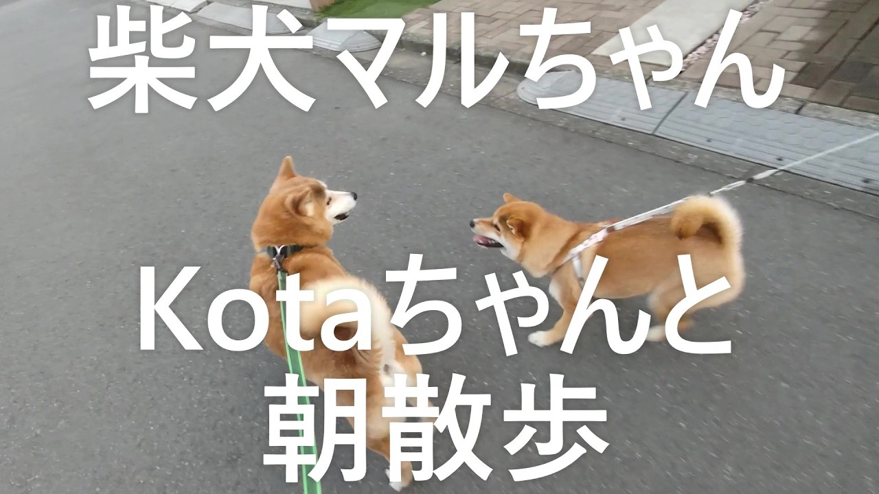 柴犬マルちゃん🐕‍🦺🎵　Kotaちゃんと朝散歩🐕‍🦺🐕　一緒にお散歩楽しいね😄🥰！　可愛いワンプロ！😳😂　#ShibaInu Maru-chan
