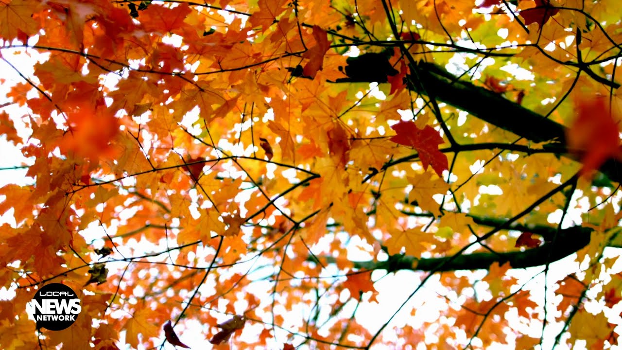 Catch the Changing Colors YouTube