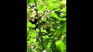 Buzzing Trees