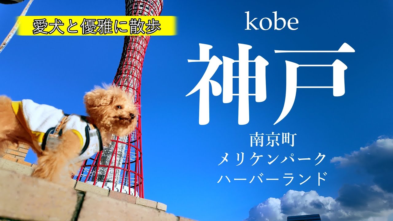 【犬と神戸】〜お洒落すぎ〜神戸の海側を散歩‼【南京町】【メリケンパーク】【ハーバーランド】【犬と旅行】【犬とお出かけ】【犬連れ】＊36