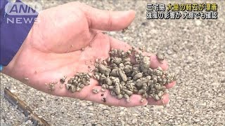 「きのうはこんなでは・・・」三宅島で軽石が大量漂着(2021年11月23日)