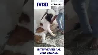 Intervertebral Disc Disease in St. Bernard Dog. #dogproblems #dogs