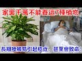 注意！家裏千萬不能養這7種植物，尤其是室內更不能擺，長期接觸易引起癌症，甚至還會致命！