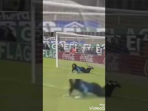 افضل تصدي في العالم تصدي العقرب 