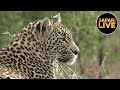 safariLIVE - Sunrise Safari - June 25, 2019 Part 1