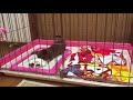 ぬいぐるみを振り回す子犬のチワワ /  Chihuahua puppy wiggle stuffed toy