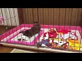 ぬいぐるみを振り回す子犬のチワワ /  Chihuahua puppy wiggle stuffed toy