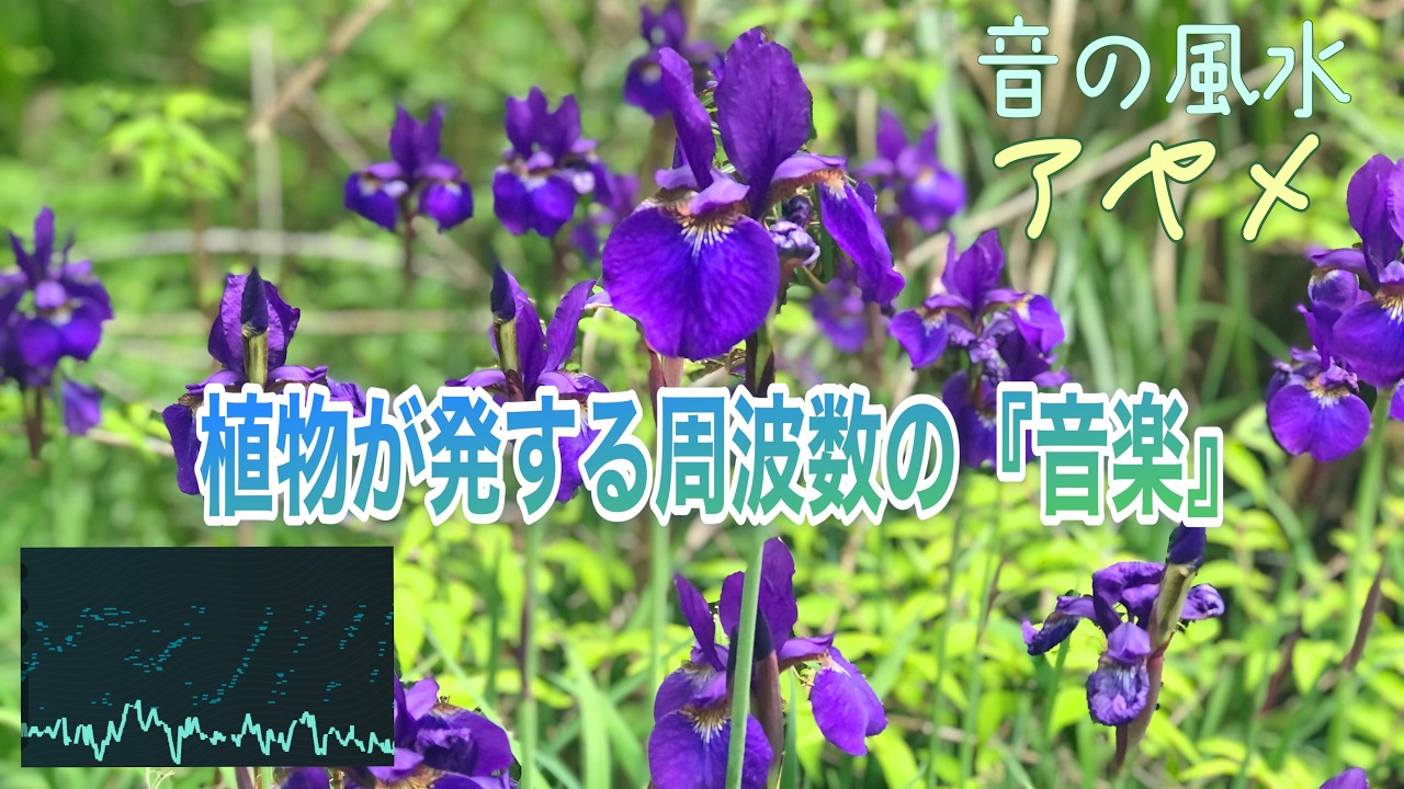 【神聖なメッセージ・才能開花・願望実現・希望・気品・洗練・美意識・華やかさ・直感・432Hz】凛と咲く『アヤメ』の『音の風水』♪(Part 88)