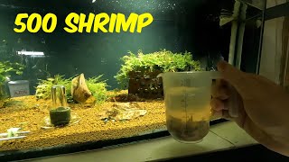 Bulk Shrimp Acclimation Without Casualties