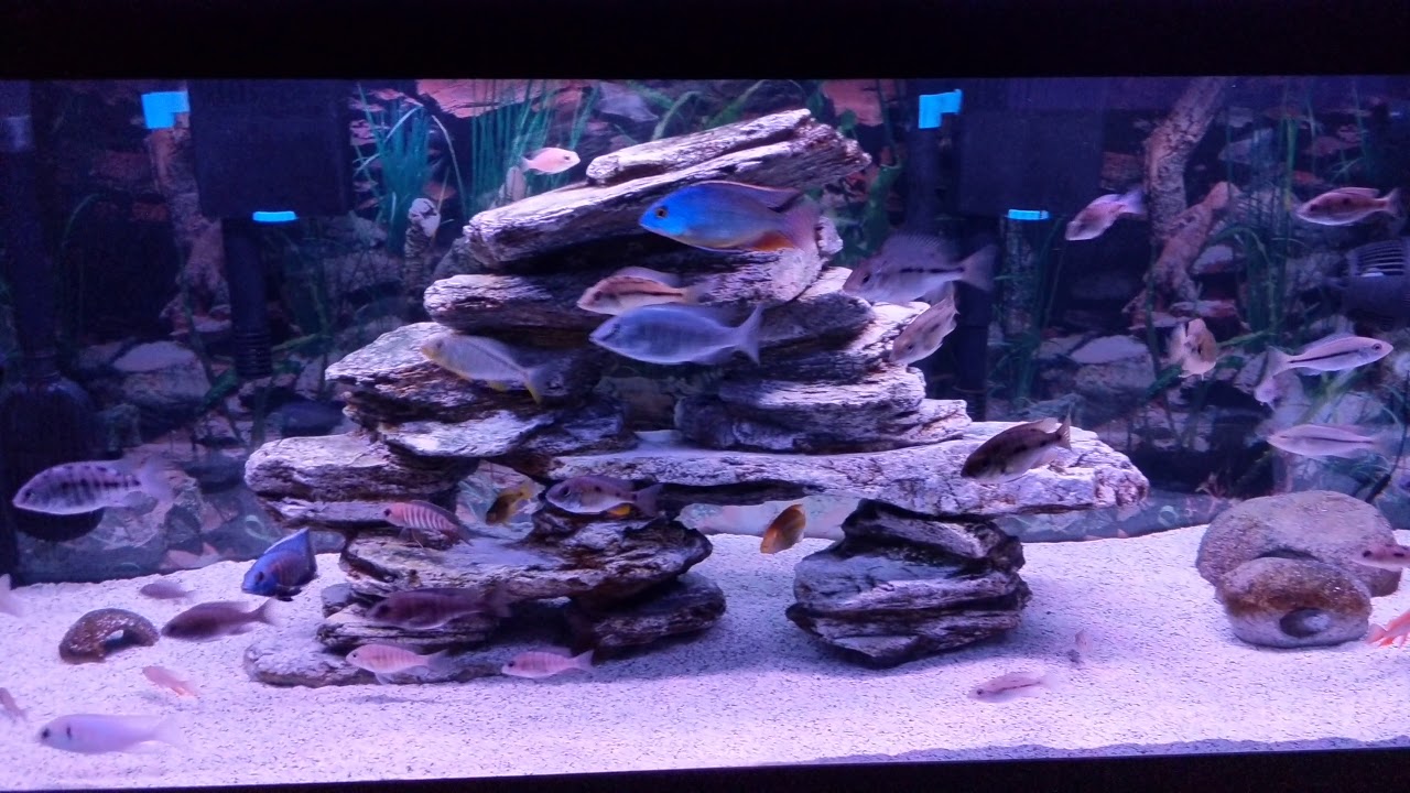 camera iphone 8 plus apk Update: New Fish added to the Grow out