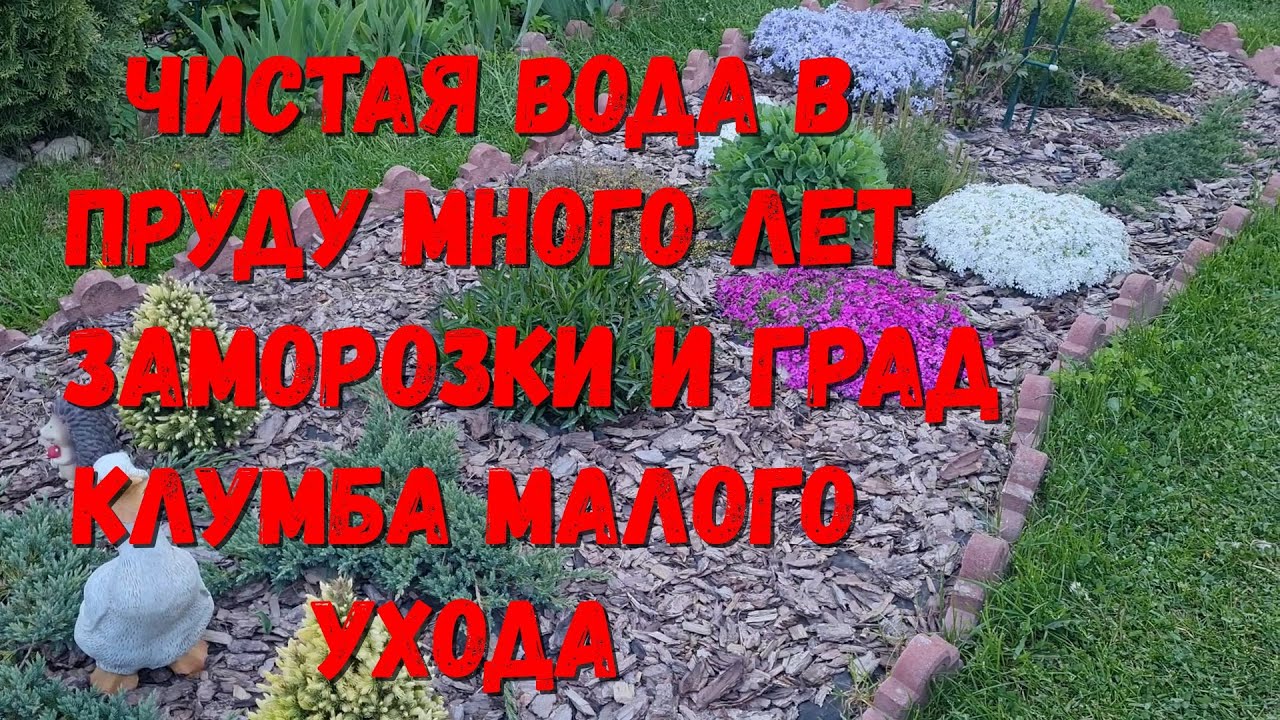 200 Чистая вода в пруду много лет! Заморозки и град в июне, что ...