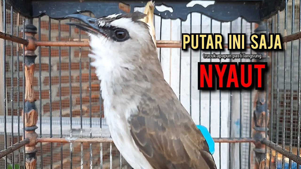 trucukan gacor TARUNG ROPEL PANJANG pancingan trucukan agar bunyi jadikan burung trucuk gacor EMOSI