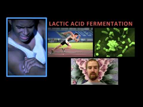 Biology 05-5 Fermentation