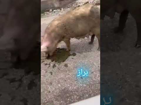 اكل لحم الخنزير