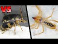 避日蛛大戰放屁蟲，結局很意外！bombardier beetle VS camel spider