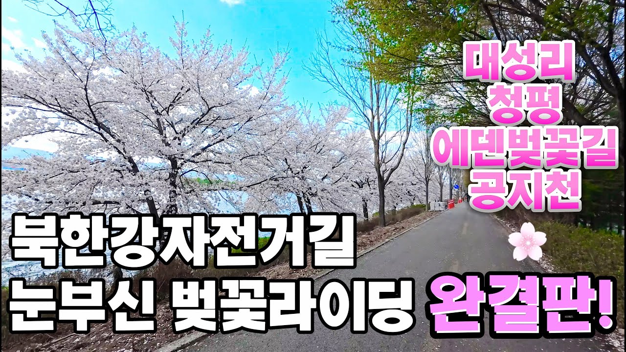 서울춘천북한강자전거길 벚꽃라이딩. 순백의 대성리벚꽃, 눈부신 물의정원벚꽃,에덴벚꽃,청평벚꽃,공지천벚꽃,춘천벚꽃자전거라이딩!