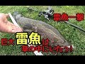 雷魚一撃 草の中にいた巨大雷魚を一撃で仕留めたっ!! snakehead fishing