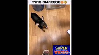 Чудо собака#собака #рекомендации #ютуб #комедия #тикток #топ #россия #а4 #4k #инстограм