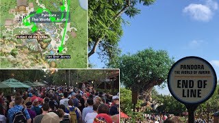 How to prepare for Pandora The World Of Avatar Opening & What to expect! | BrandonBlogs