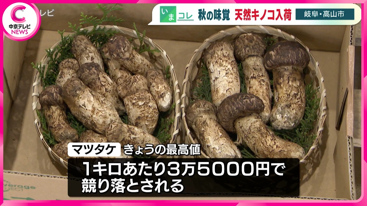 Autumn Delicacy Arrives at Wholesale Market: Natural Mushrooms in