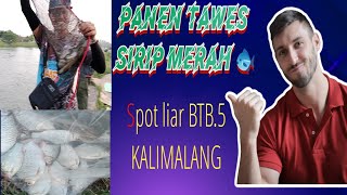 very good very well__sakali mesat moal neweL ⛔ kalimalang bergoyang panen strike spot BTB. 5 ‼️