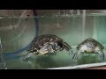 Red eared slider turtle#reptiles#redearedsliderturtlee#turtles