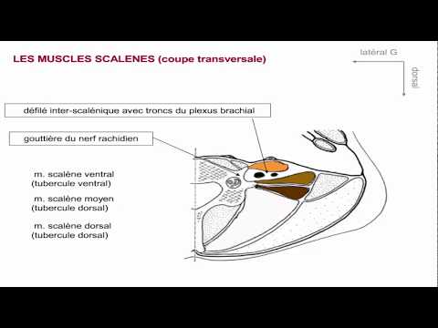 Vidéo: Anatomie, Diagramme Et Images Des Muscles Du Cou - Cartes Corporelles