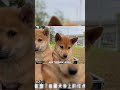 GIỐNG CHÓ NÀY SẮP TUYỆT CHỦNG???#beans #shortsviral #dogshorts #animalshorts