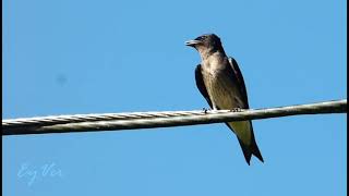 Golondrina Pechigris