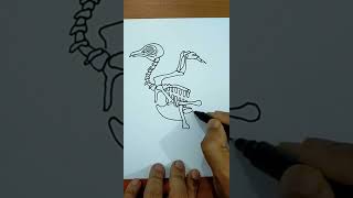 How To Draw bird anatomy #shorts #YTshorts #trending #viral | Easy Draw | Magic Drawings #anatomy