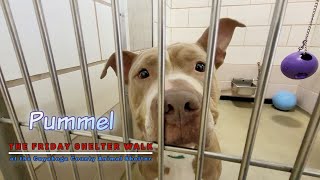 The Friday Shelter Walk At CCAS For The Weekend Of March 18, 2022 by Friends of the Cuyahoga County Animal Shelter 1,147 views 2 years ago 40 minutes