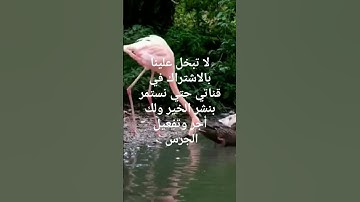 سورة الأنعام تلاوة جميلة جدا وجذابة من #الشيخ_عبدالباسط_عبدالصمد #القرآن_الكريم