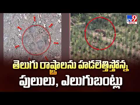 Wild Animal Terror In AP & Tealangana: తెలుగు రాష్ట్రాలను హడలెత్తిస్తోన్న పులులు, ఎలుగుబంట్లు - TV9 - TV9
