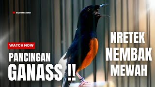MURAI BATU GACOR FULL ISIAN TEMBAKAN KASAR KRETEKAN GANAS SANGAT AMPUH MENAIKKAN EMOSI MURAI BATU