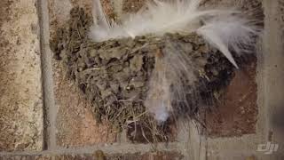 Bird nest on my front porch.  Osmo pocket quick test screenshot 4