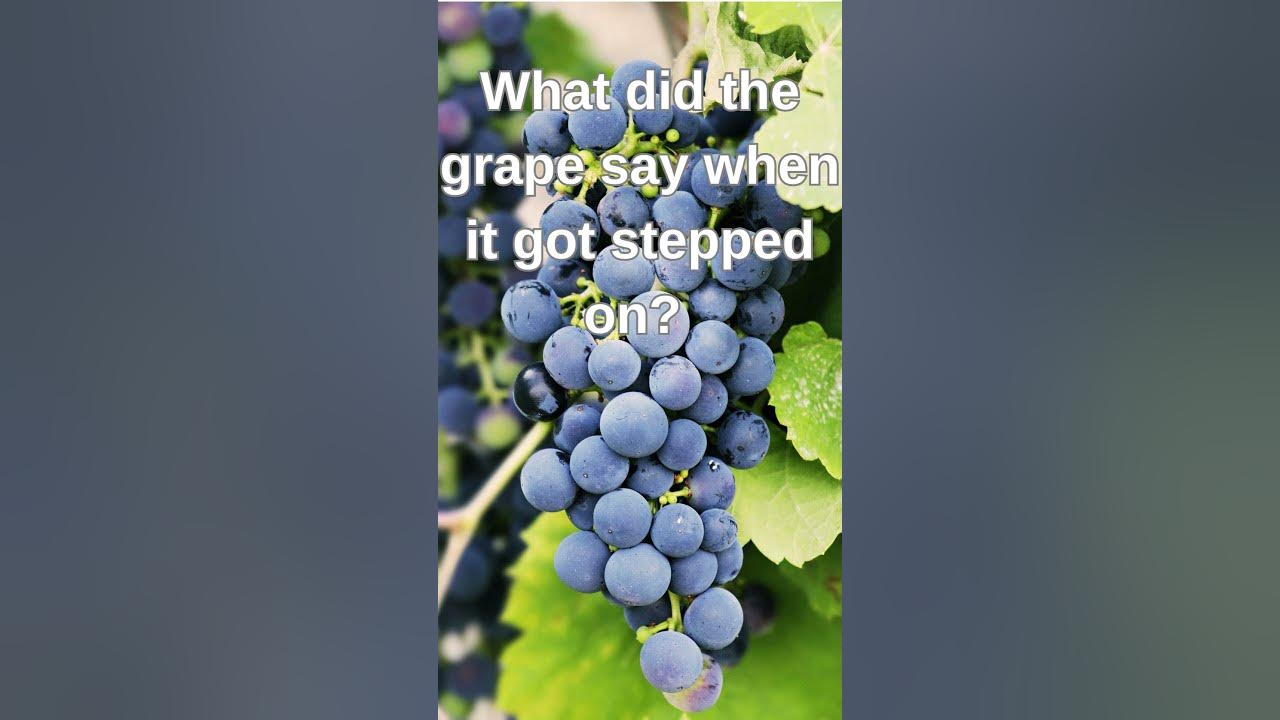 what-did-the-grape-say-when-it-got-stepped-on-youtube