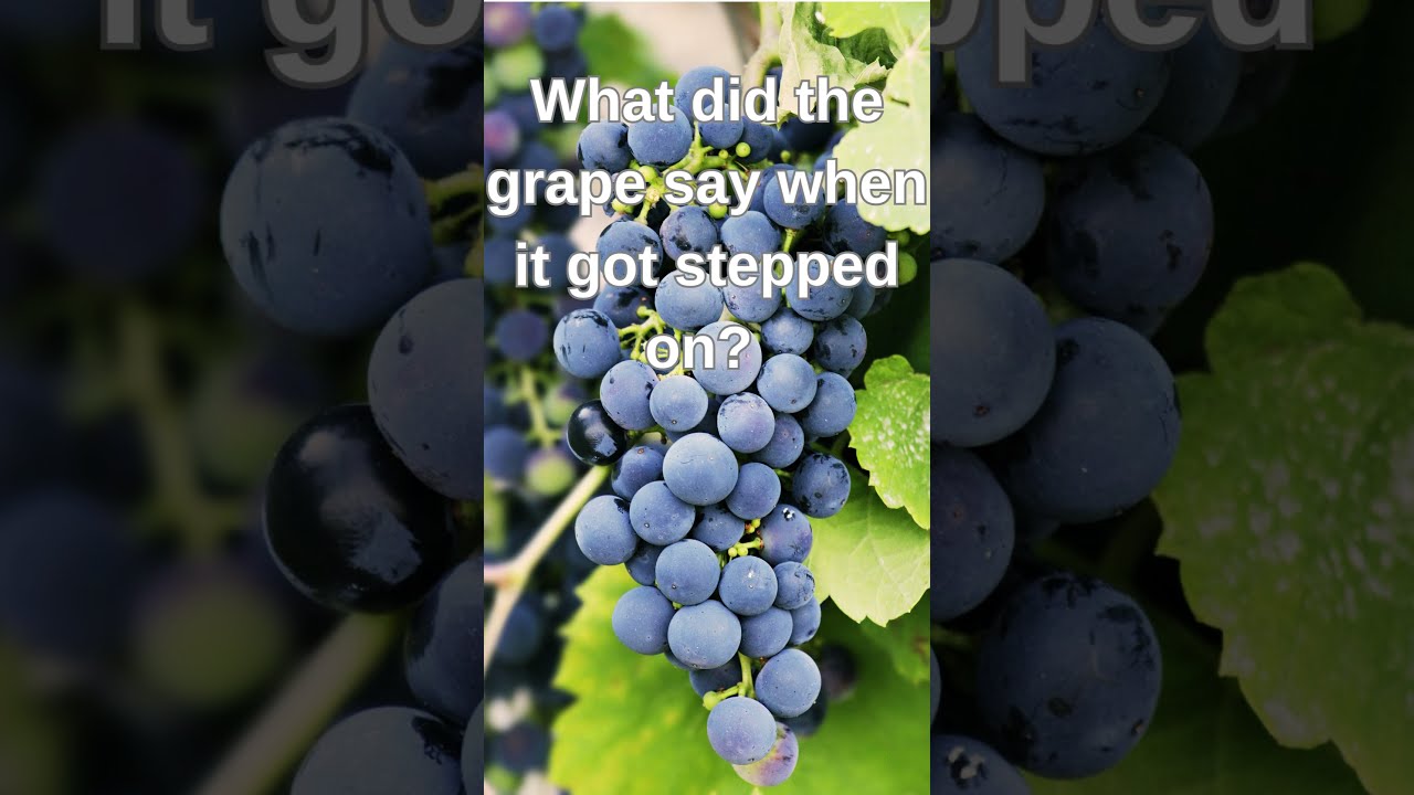 What Did The Grape Say When It Got Stepped On YouTube What Did The Grape Say When It Got Stepped On YouTube