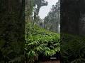 Cardamom plantation kerala spices shortsgreen plantation life explore agriculture