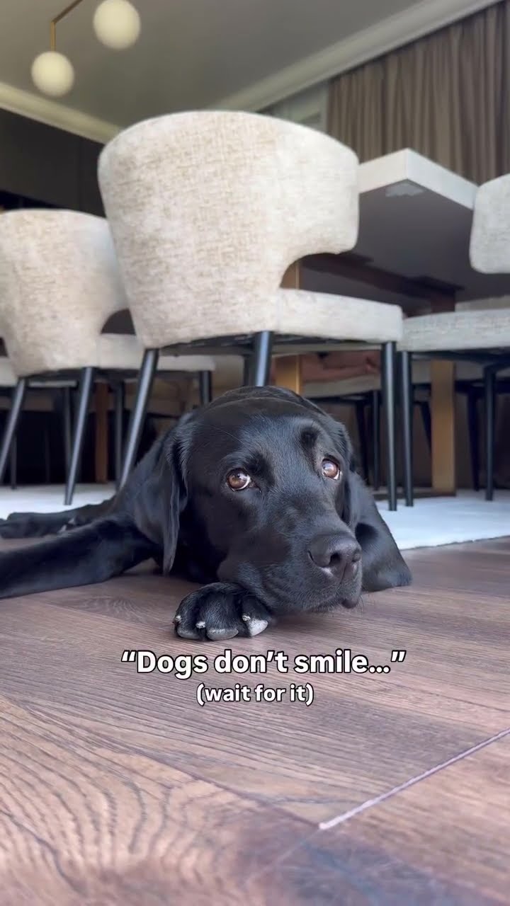 Dogs definitely smile and no one can tell me otherwise