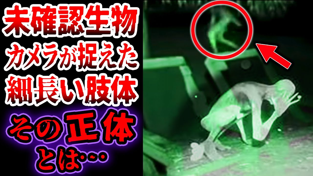 ゆっくり解説】正体不明のヒトガタ生物…カメラがハッキリ捉えた恐怖の