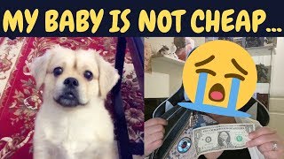 HOW TO GET YOUR PET LICENSE? | Lucky’s 🐶 SEPARATION ANXIETY ISSUES...