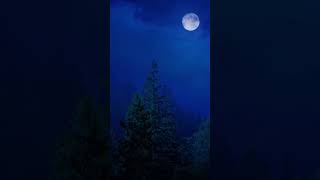 Listen To Silence | Night Ambient Sounds | Good Night