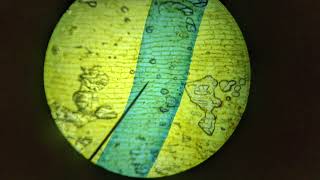 Full Measuring Cells!  A Quick Microscope Lab Using Onion Cells, Cheek Cells, and Yogurt Bacteria Guide