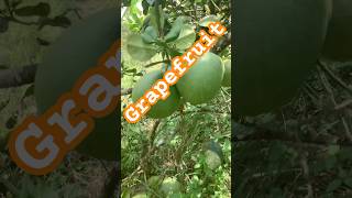 Grapefruit#grapefruits #fishing #crabmeat #crustacean#mrthimrin #cooking #nature