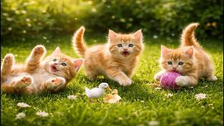 😻 Adorable Kittens Playing Outdoors | Sweet Cat Sounds Compilation | Calming & Relaxing Cat Video screenshot 1