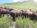 Гиссарские кучкары (бараны производители) Таджикистана. Отара Ходжи Мирзокарима. 1 июля 2020
