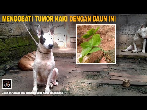 Video: 4 Tips Pencegahan Kanker Untuk Anjing