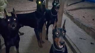 Suçunu Bilen Doberman (Afrodit)