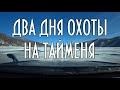 Два дня охоты на тайменя, сюжет с рыбалки, 2020 год. 16+ #домавместе