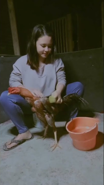 BOTOH CANTIK AYAM LAGA INDONESIA